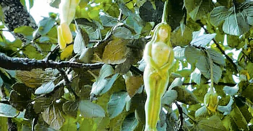 1200 nareelatha 1200 nareelatha